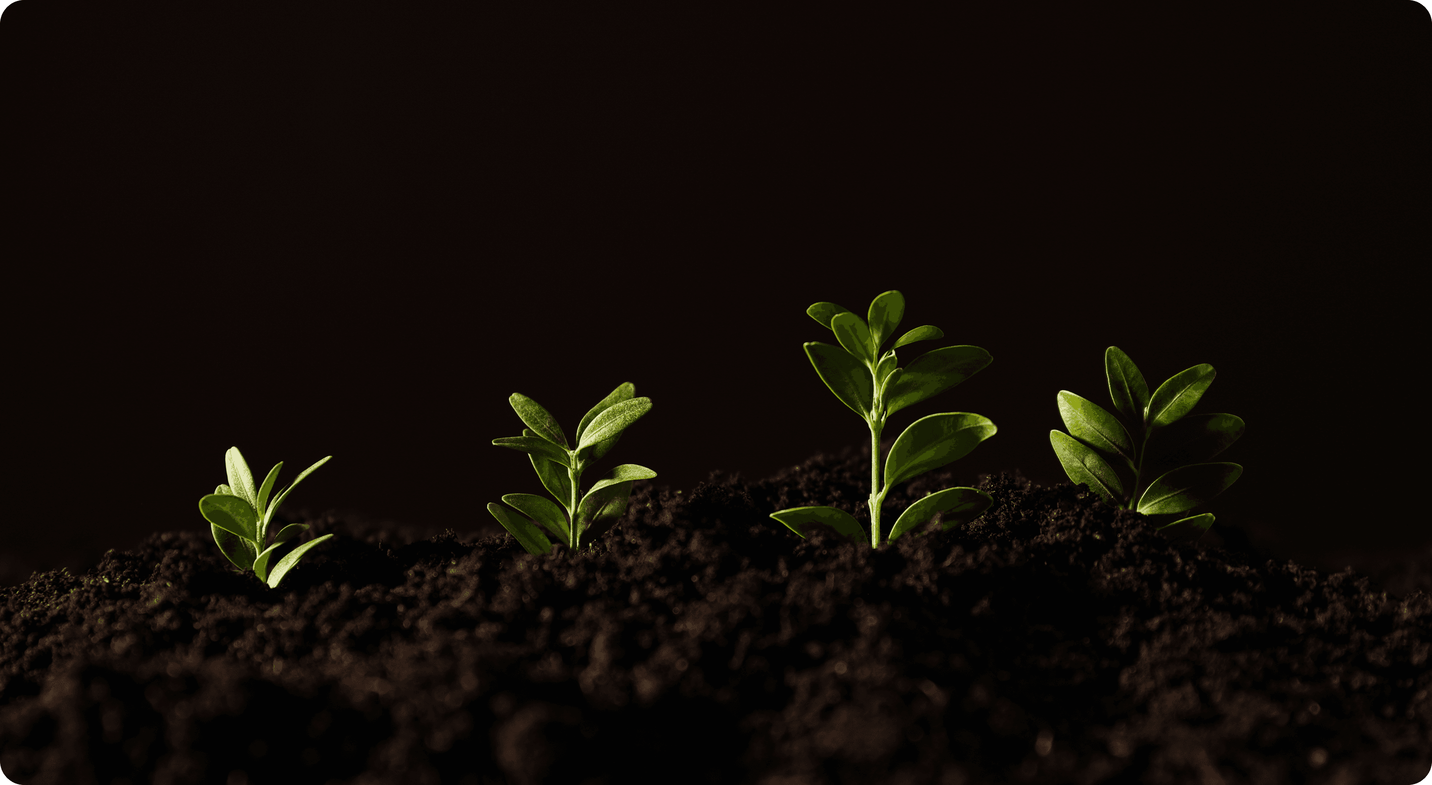 Buddy’s Burrow animals