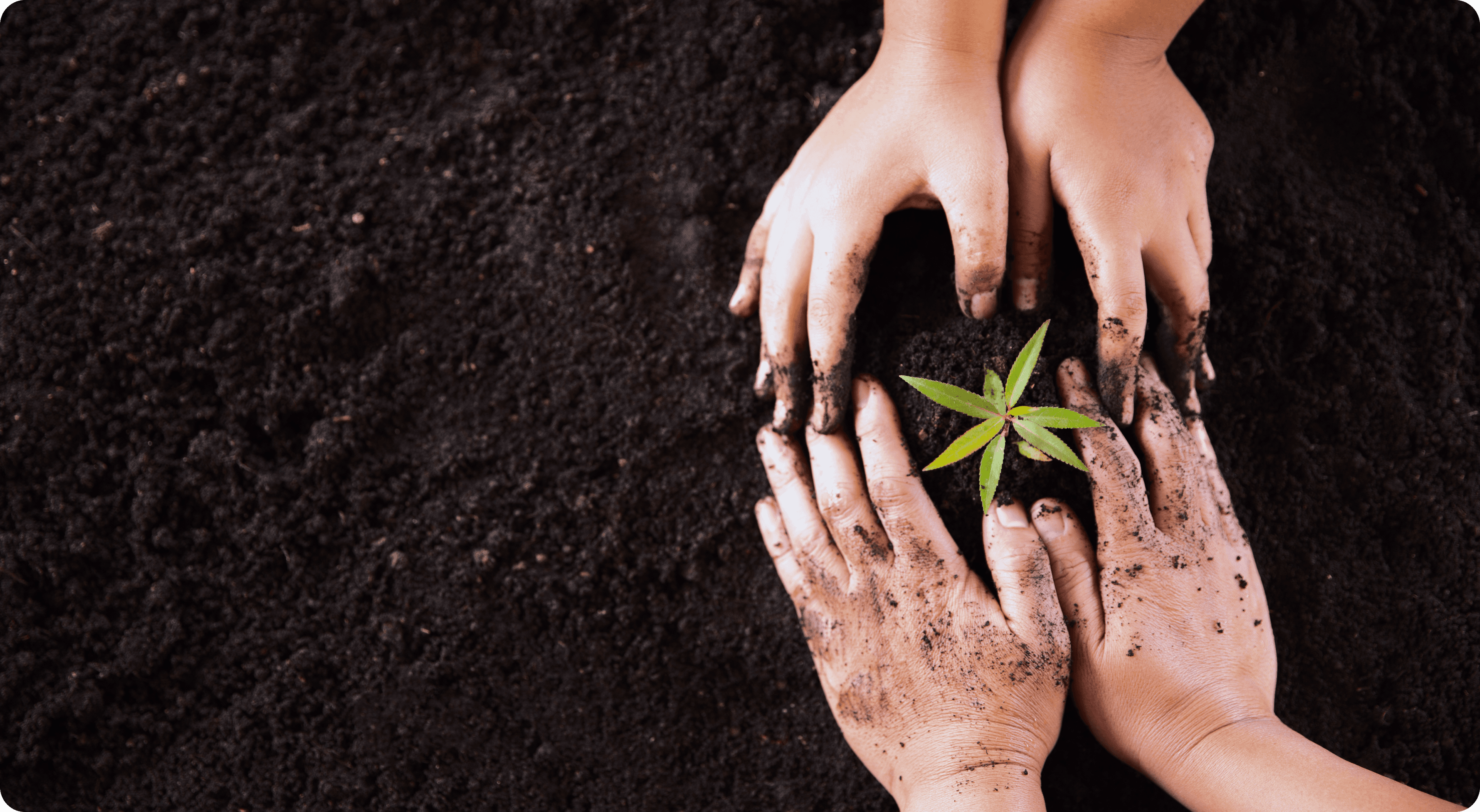 Buddy’s Burrow animals