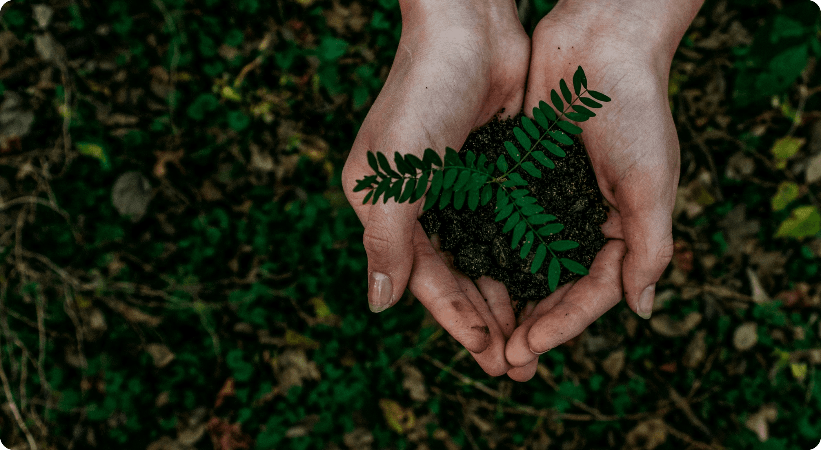 Buddy’s Burrow animals